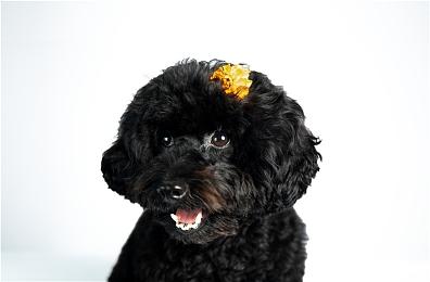 增加复活机会 《艾尔登法环：黑夜君临》将降低单人难度